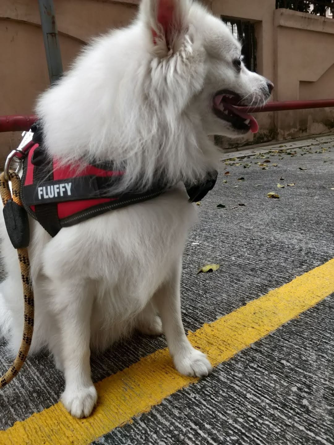 Fluffy, brand ambassador of Volts Consulting
