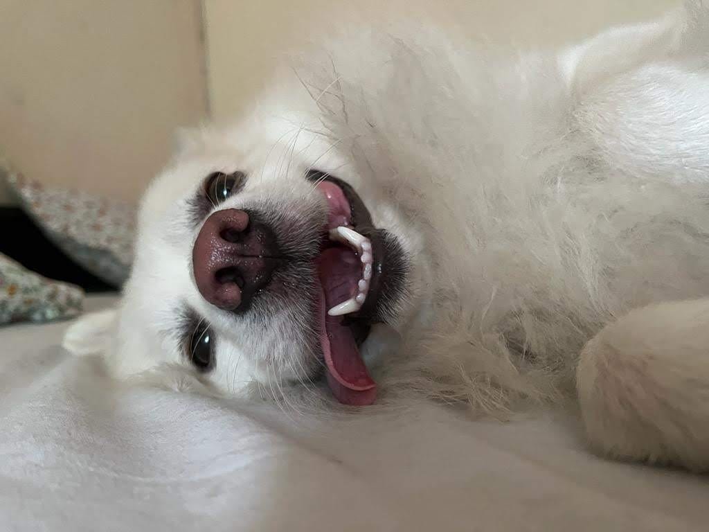 Fluffy the dog smiling