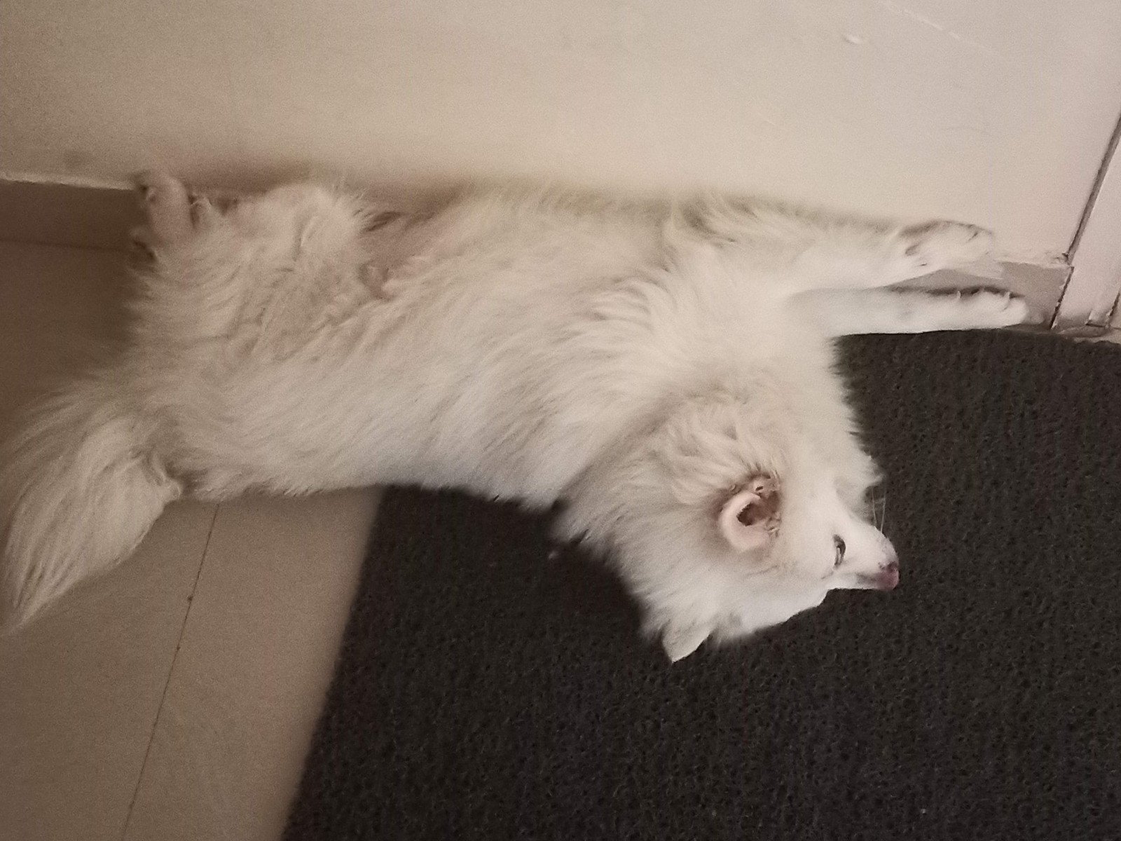 Fluffy the dog sleeping in an odd position